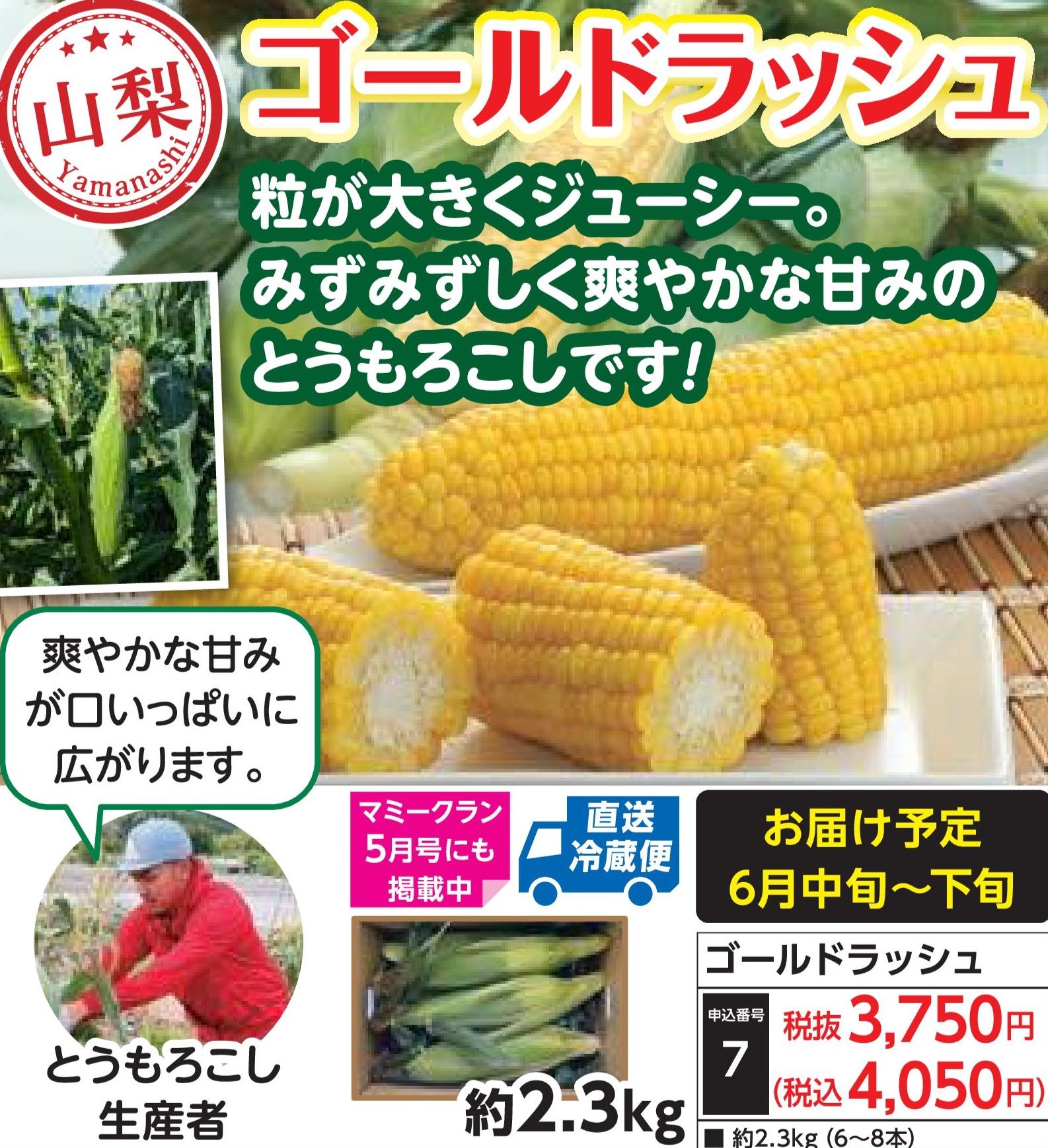 【直送品】ゴールドラッシュ